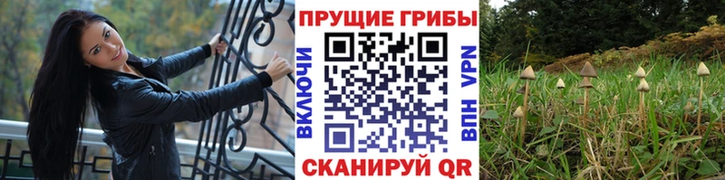 это Telegram  Горячеводский  Псилоцибиновые грибы ЛСД  закладки 